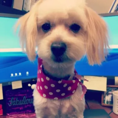 Pam's All Breed Pet Grooming Parlor With Love