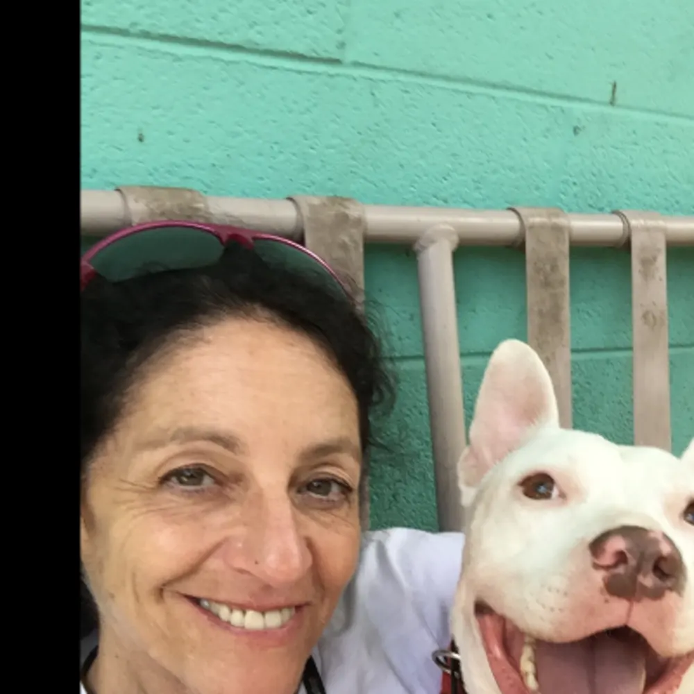 Good Dog Training