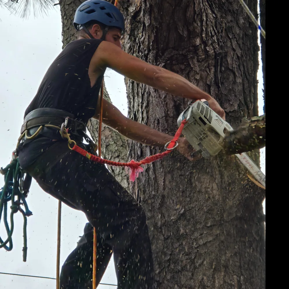 JD's Tree Service