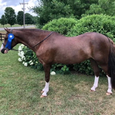 Saddle Lake Equestrian Center