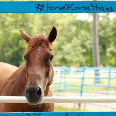 Horse Of Course Stables, LLC