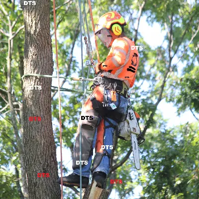 DOS Tree Service