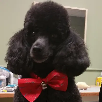 Lisa's Fabulous Paws