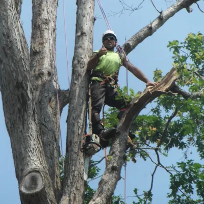 ALLEY'S TREE REMOVAL