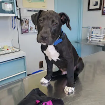 Erdman Animal Hospital