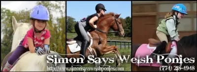 Simon Says Welsh Ponies