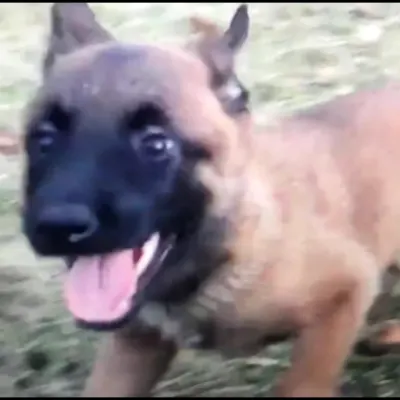 Superior Dog Training 6