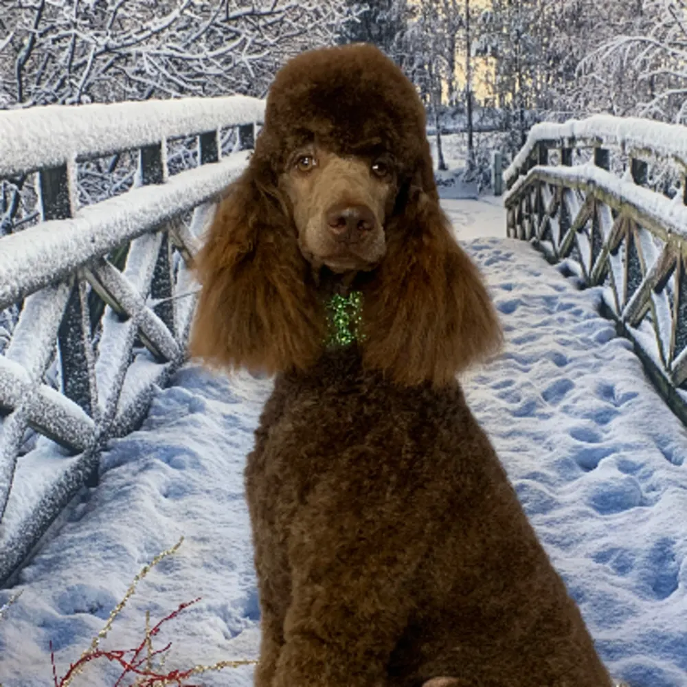 Preppy Puppy Grooming Co