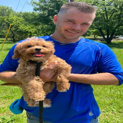 Elite Dog Training