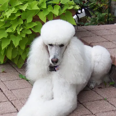 Rochester Grooming Studio