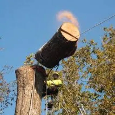 APS Tree Service