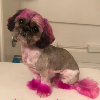 Pretty Paws Mobile Services