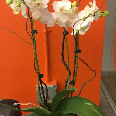 Plantsfashion Inc
