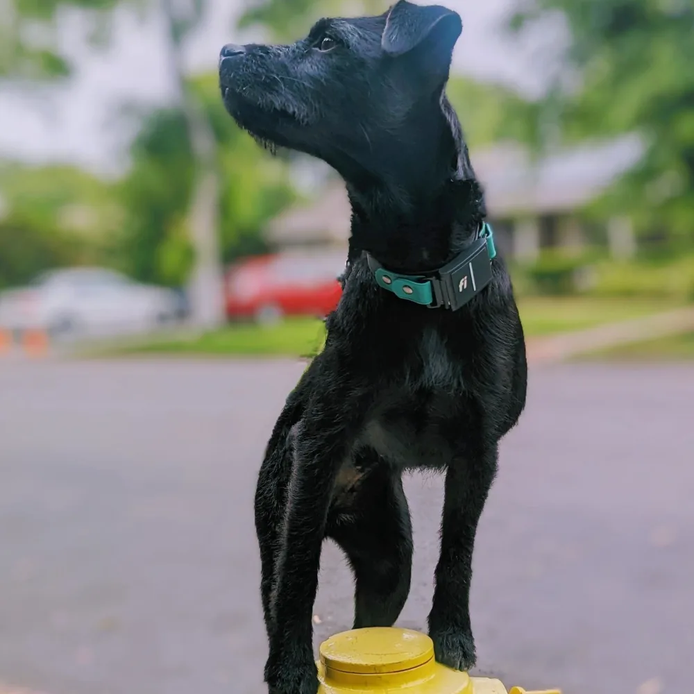 Avid K9