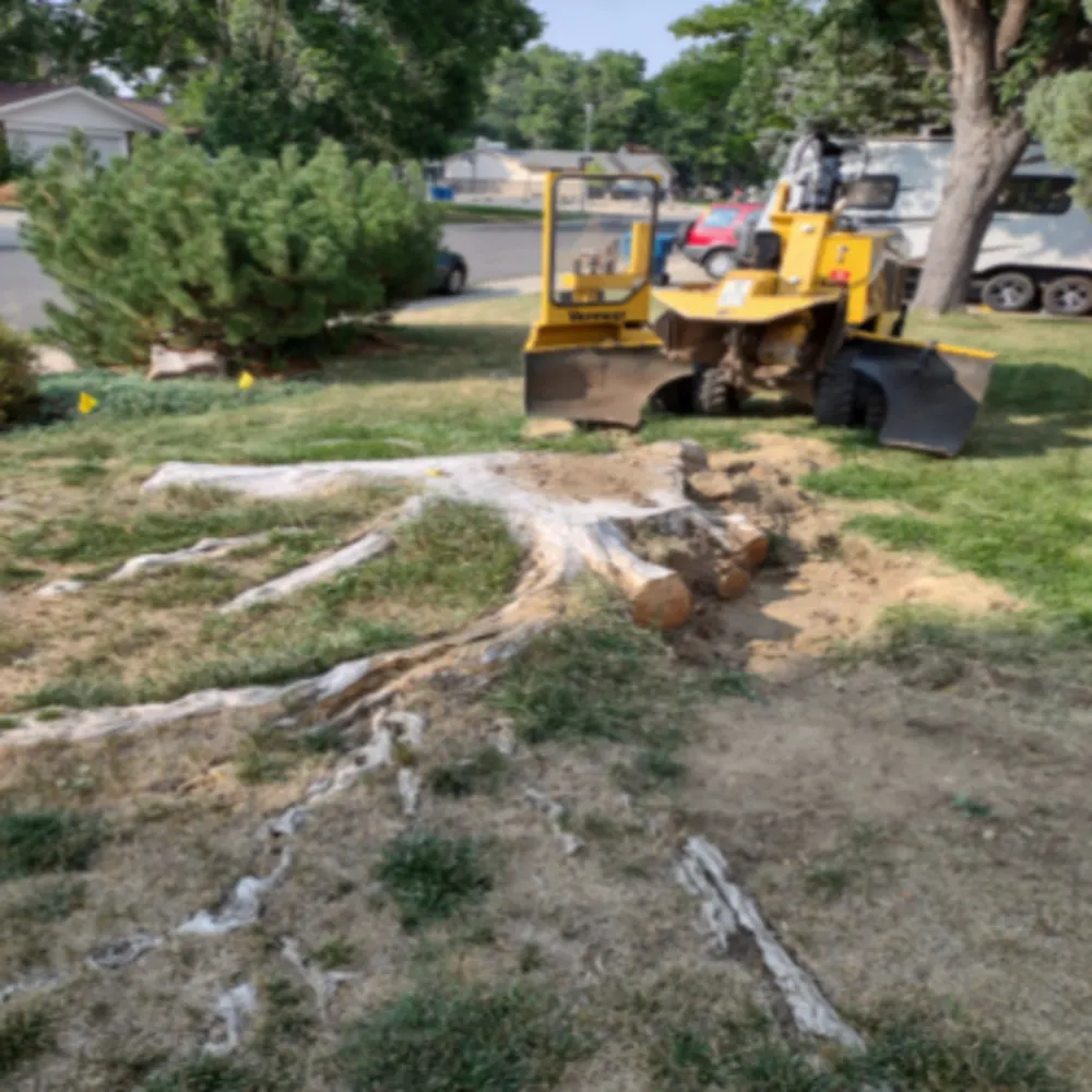 A-1 Stump Removal