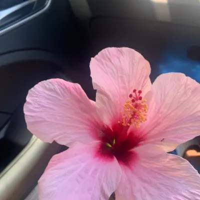 Camoya