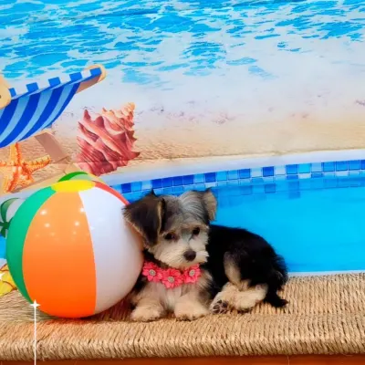 Dog Spa Angel's