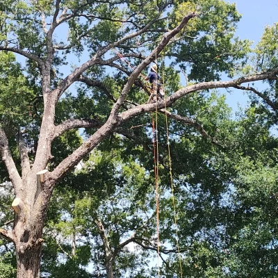 Vega's Tree Service 