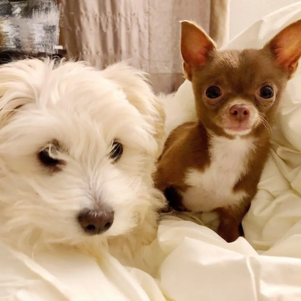 Samaritan Animal Hospital