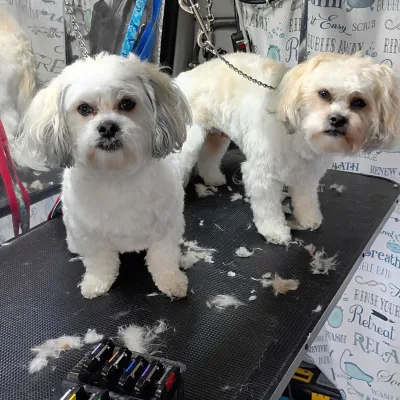 Doggy-Stylz Mobile Grooming