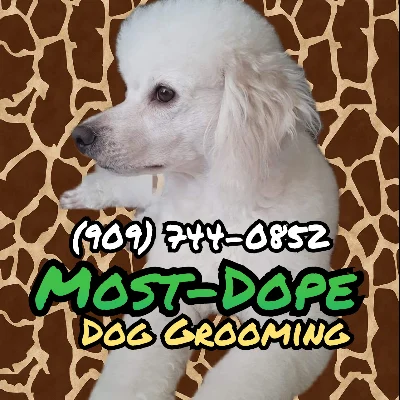 Most-Dope Dog Grooming