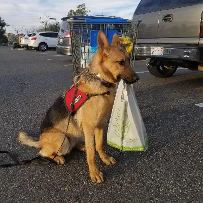 Kp's Canine College