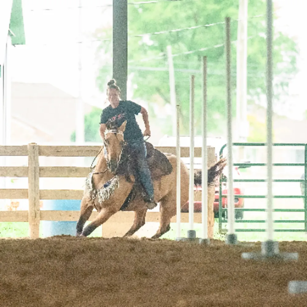 Dusty Britches Equestrian