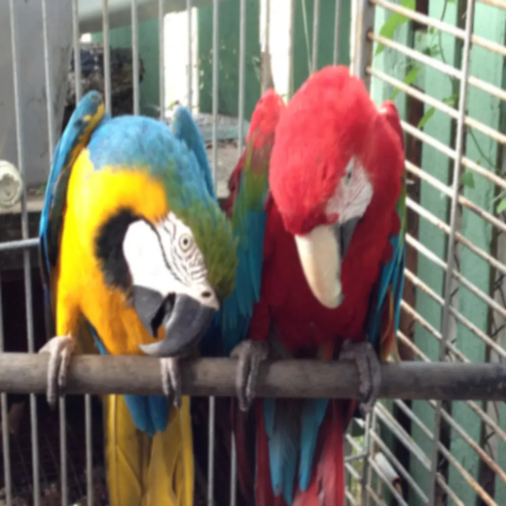 Pet Care Sitter