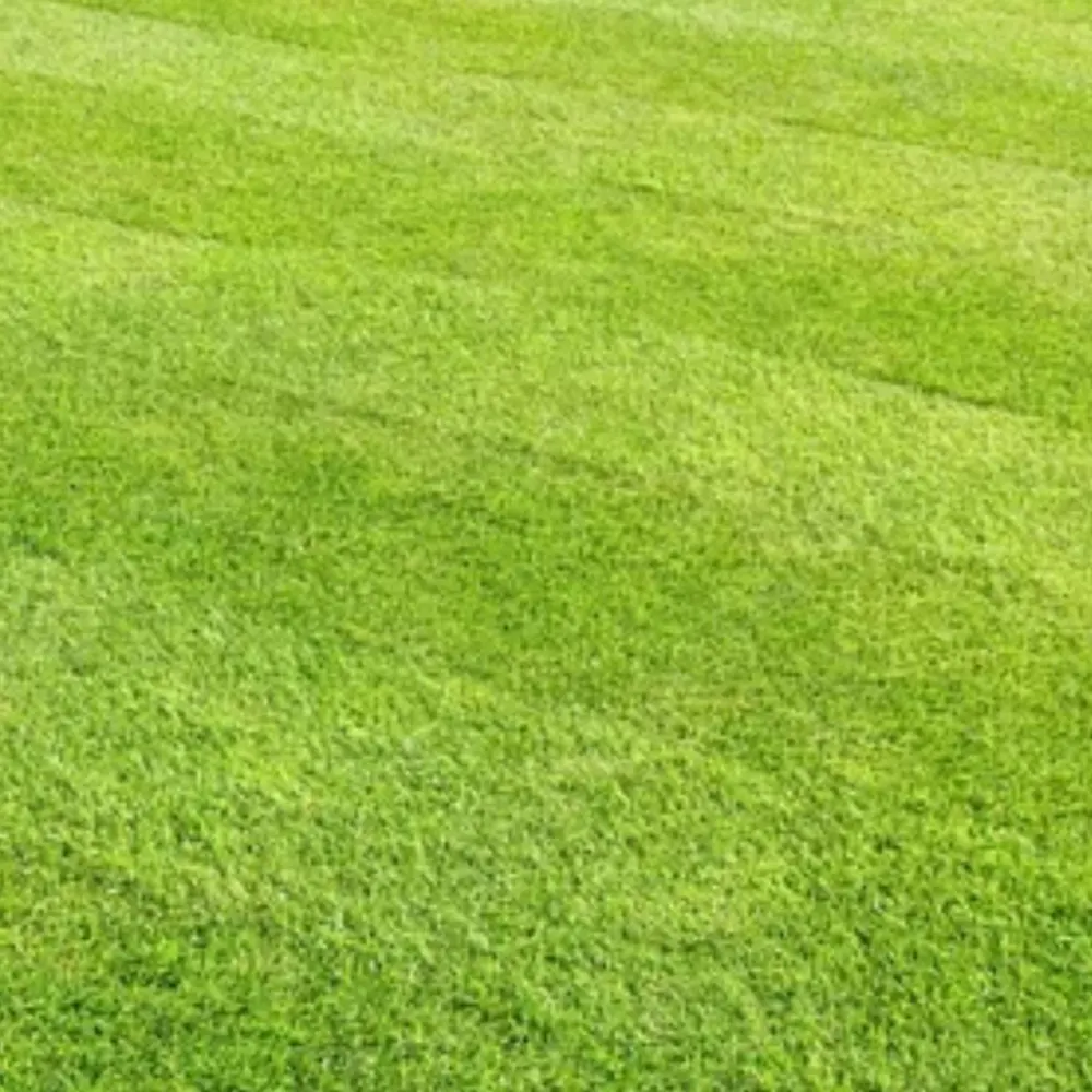 Total Lawn Maintenance