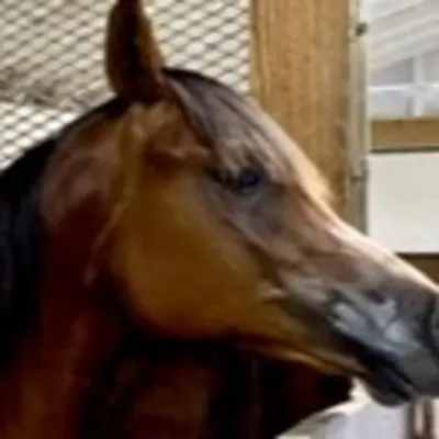 Flanigan Arabians 