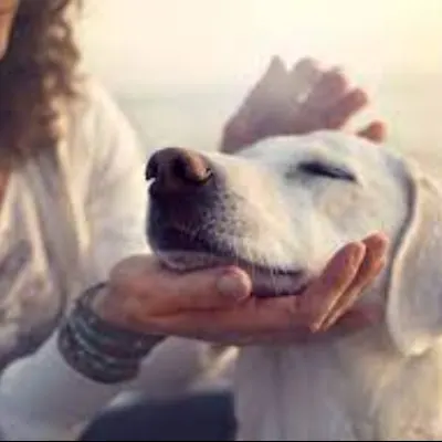 Victoria's Dog Grooming Secrets