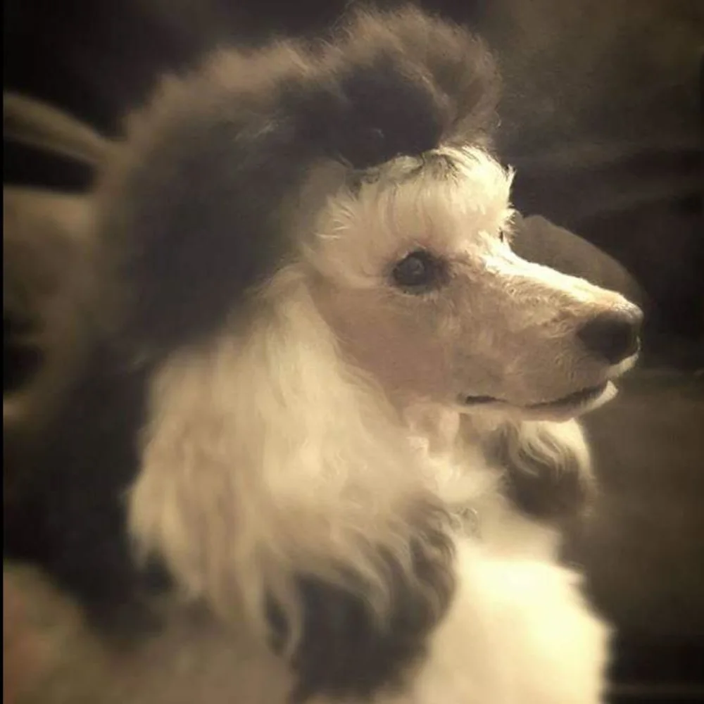 Spas For Paws