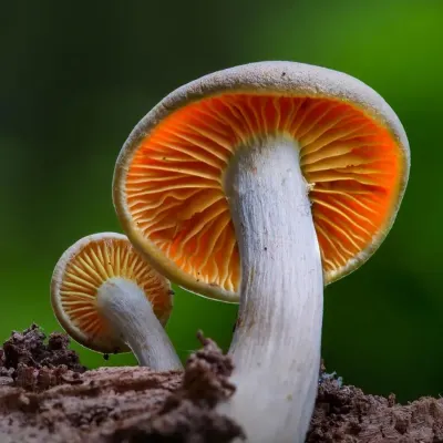 Greeshma Parimi