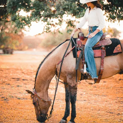 Western Riding Lessons