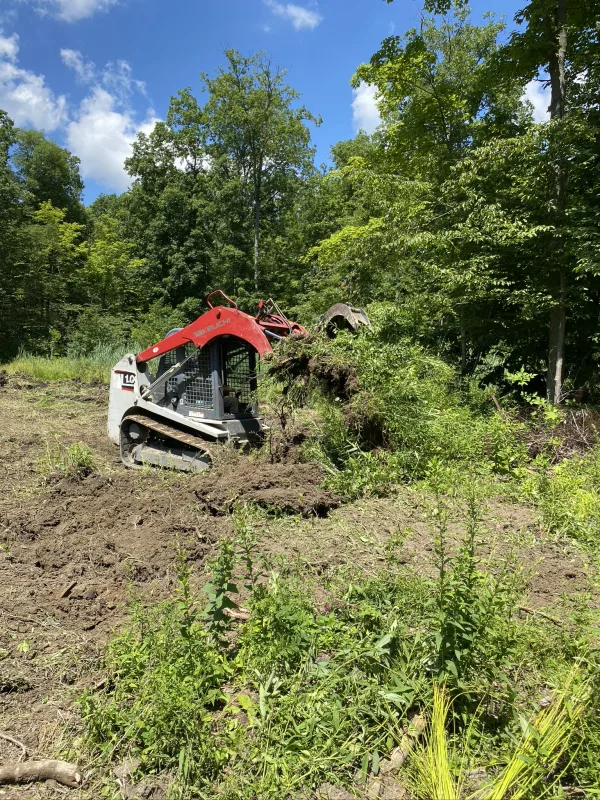 Forestry Clearing before