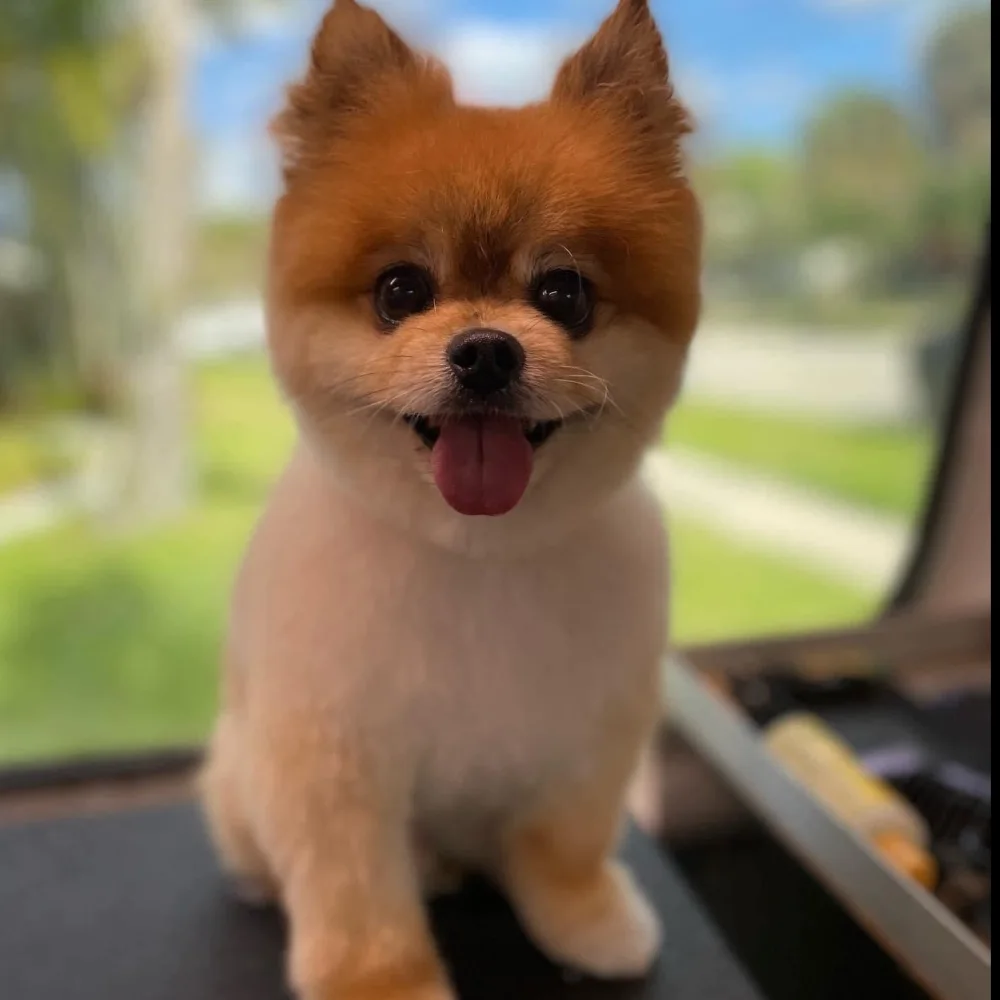 Sashas Grooming And More!