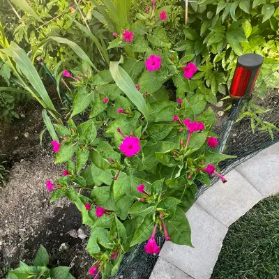 AG Landscaping And Patios Inc(aglanscaping2020@gmail.com