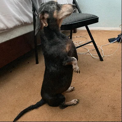 Pups-Paws Pet Services