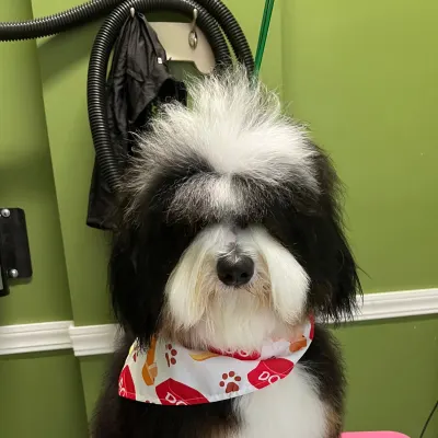 Lorena's Grooming Cats & Dogs