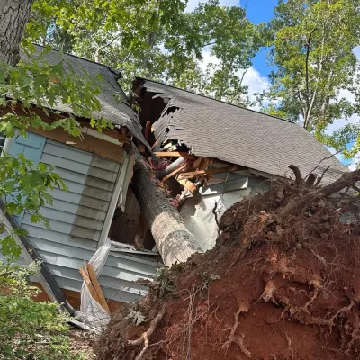 Luxury Tree Service & Lanscaping