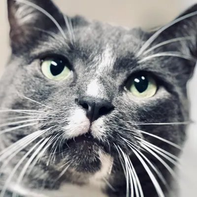 Scales To Tails Pet Concierge