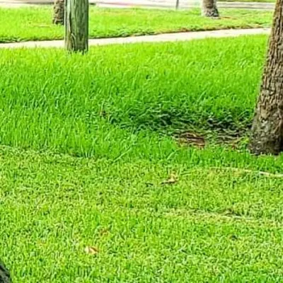 Joe's Way Lawn Care And Landscape