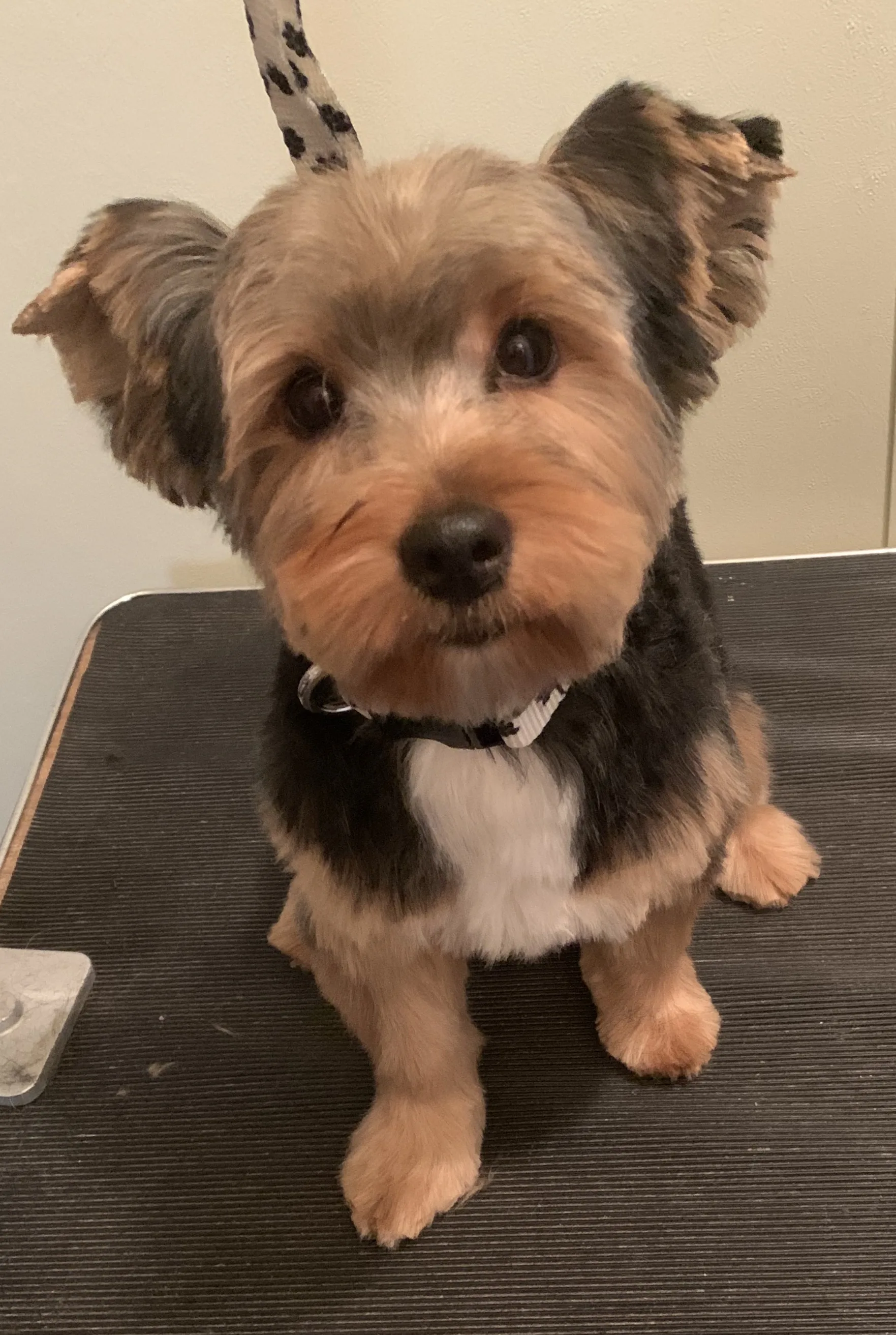 Dog Grooming in Buffalo, NY // HomeGuide