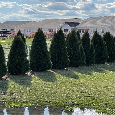 Navarro Landscaping And Handyman