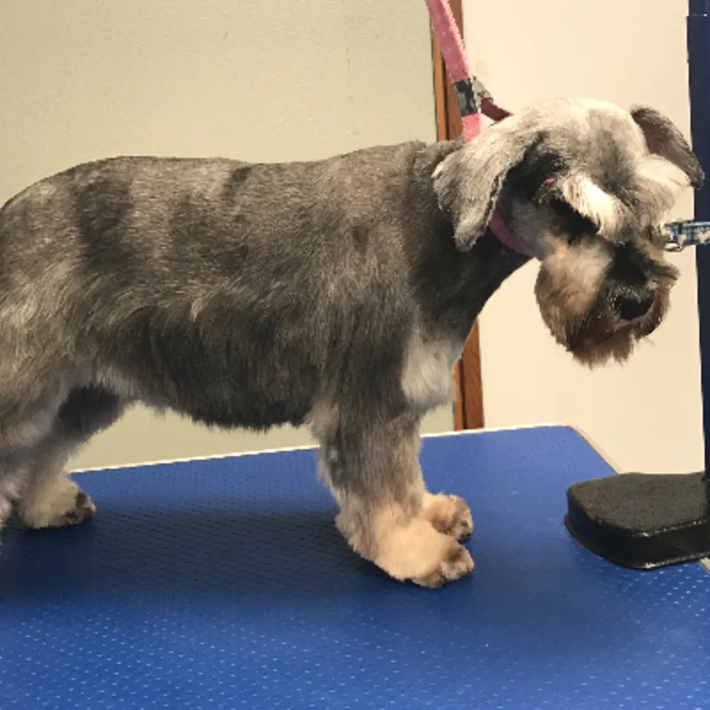 Grooming By Jessica