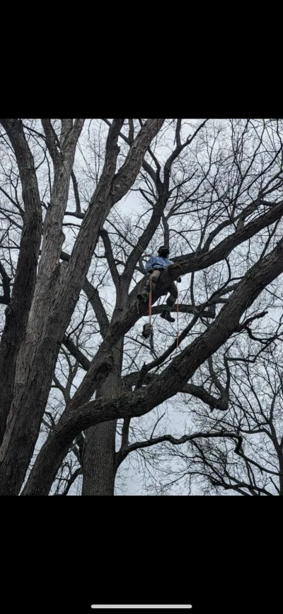 Pro Tree Service