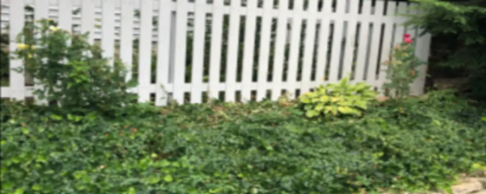 Green Star Fence