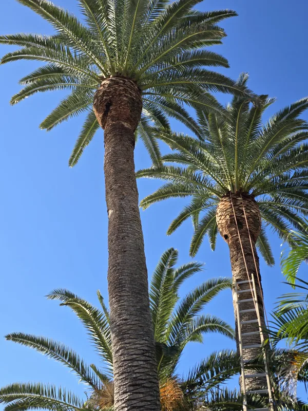 Palm Trimming 