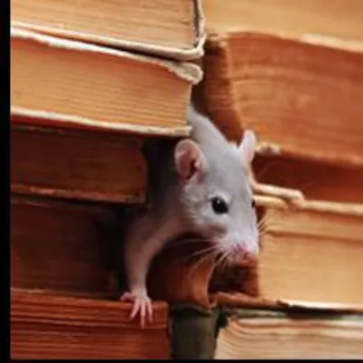 ProActive Pest Control