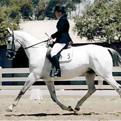Lincourt Stables
